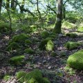 Park Narodowy Biogradska Gora