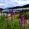 Cerknica jezero.